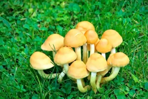 Грибы в саду: как использовать затенённые участки с пользой